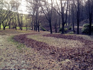 strada di foglie nel bosco