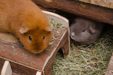 Schweinchen im Stall