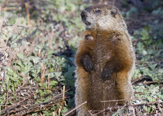 Naklejka na ściany i meble Groundhog (Marmota monax)