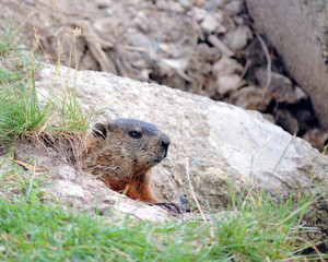Ground Hog