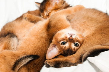 Upside down portrait of kitten
