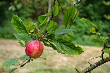 Une belle pomme dans son pommier