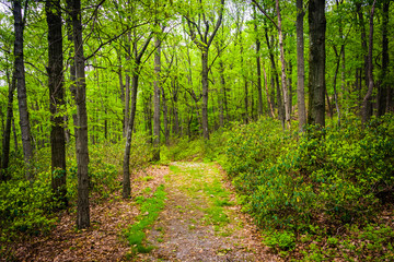 Trail through the forest near Skyline Drive in Reading, Pennsylv