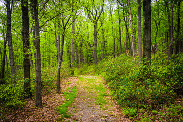 Obraz premium Trail through the forest near Skyline Drive in Reading, Pennsylv