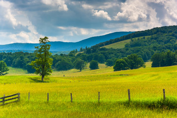 Tree and fence in a field and hills in the rural Potomac Highlan