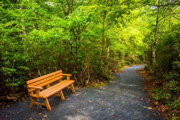 Bench on the Limberlost Trail, in Shenandoah National Park, Virg