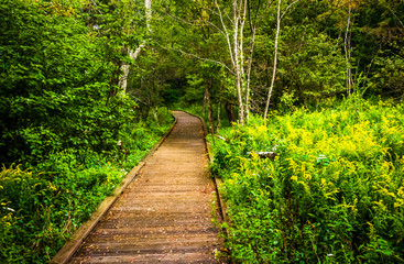 Boardwalk path along the Limberlost Trail in Shenandoah National