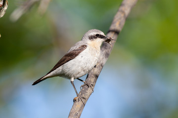 Wheatear (Oenanthe oenanthe)
