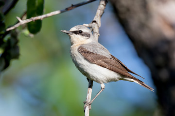 Wheatear (Oenanthe oenanthe)