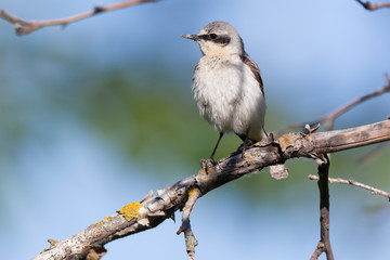 Wheatear (Oenanthe oenanthe)