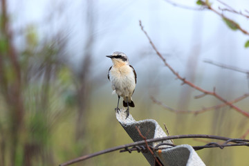 Wheatear (Oenanthe oenanthe)