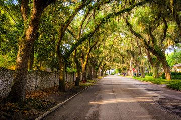 Fototapeta na wymiar Oak trees along Magnolia Avenue in St. Augustine, Florida.
