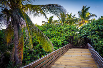 Fototapeta na wymiar Palm trees along a boardwalk in Singer Island, Florida.