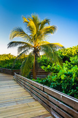 Fototapeta na wymiar Palm tree along a boardwalk at Jupiter Island, Florida.