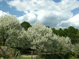CEREZOS EN FLOR