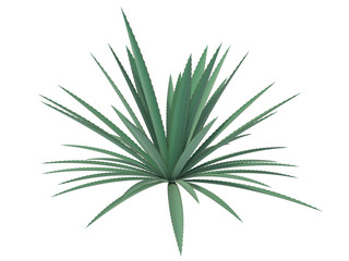 agave on a white background