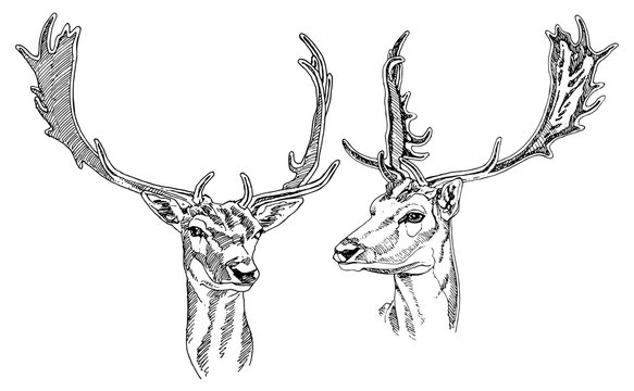Hand drawn Fallow Deer heads. Vector illustration.