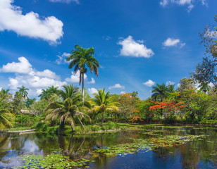 tropical landscape
