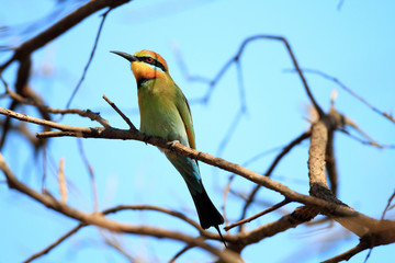 Rainbow Bee-eater (Merops ornatus) in Australia