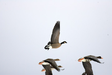 Cackling Goose (Branta hutchinsii) in Japan