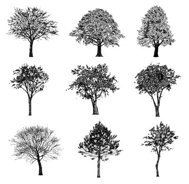 Set of hand drawn trees. Drawing illustration vector.
