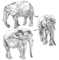 Obraz premium Set of hand drawn elephants.