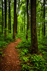 Trail through tall trees in a lush forest, Shenandoah National P