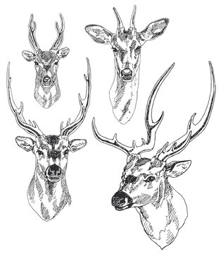 Set of hand drawn deer heads. Vector illustration.