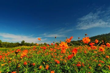 yellow cosmos flower field with mountain in day light background
