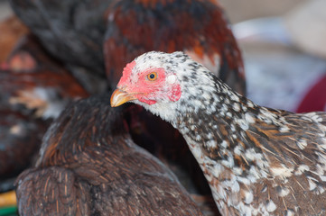 Chickens laying hens