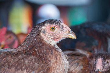 Chickens laying hens