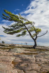 Leaning Pine