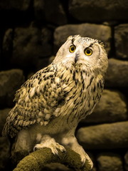 beautiful owl
