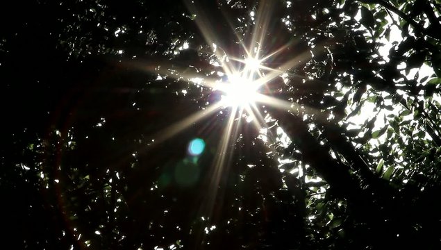 Sonnenstrahlen glitzern durch Blätter an einem Baum 