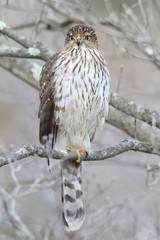 Juvenile Coopers Hawk