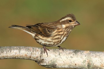 Purple Finch (Carpodacus purpureus)