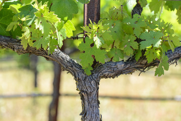 Grape Vine in Spring Napa