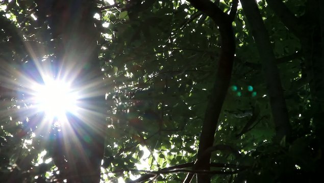 Sonnenstrahlen glitzern durch Bl&auml;tter an einem Baum 