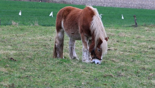 Pferd, Arbeitspferd auf der Koppel 
