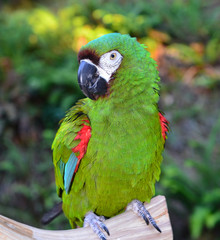 Severe Macaw