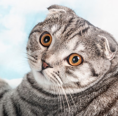 orange eyes Scottish Fold cat, portrait