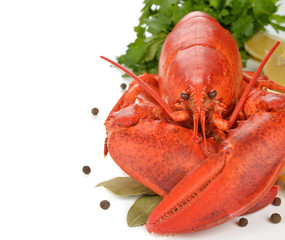 Boiled lobster