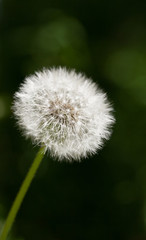 Ripe dandelion head