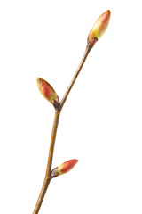 Fototapeta premium Fresh unfold buds