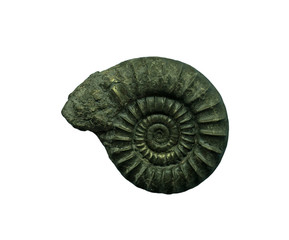 Ammonites fossiles  on a whte background