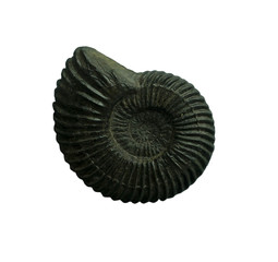 Ammonites fossiles  on a whte background