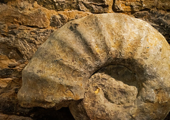 The Ammonites fossil  against  stone wall
