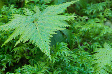 beautiful green moss texture