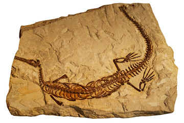Fossil of ancient reptile in rock © wlad074