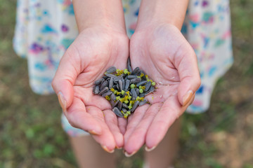 Hands holding  sunflower seeds in field